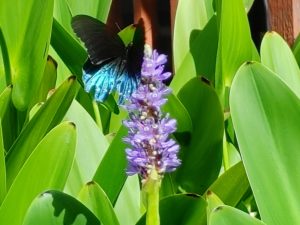 The butterfly has a simple agenda each day.  They know to find sunshine and food.  